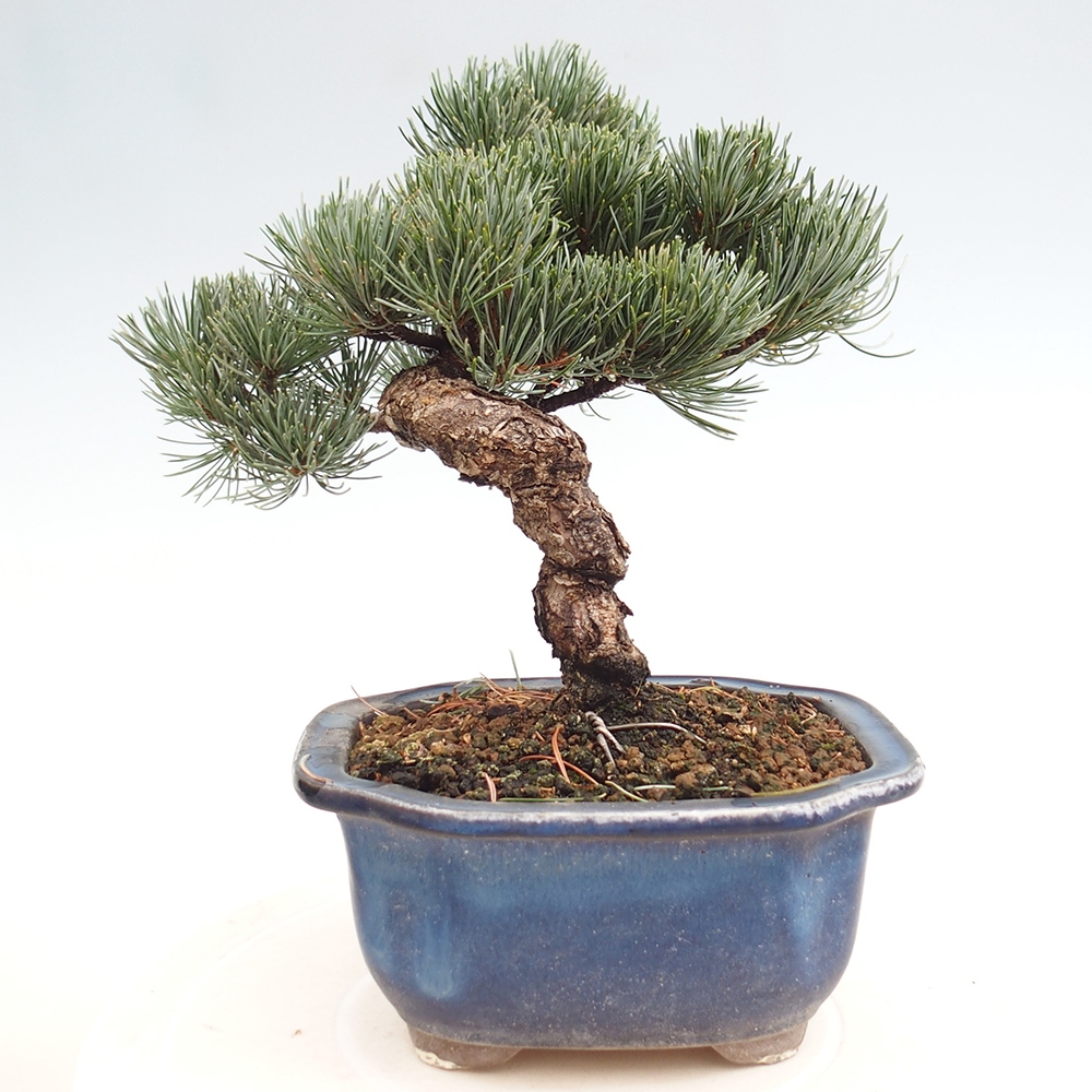 Vonkajšie bonsai - Pinus parviflora - Borovica drobnokvetá