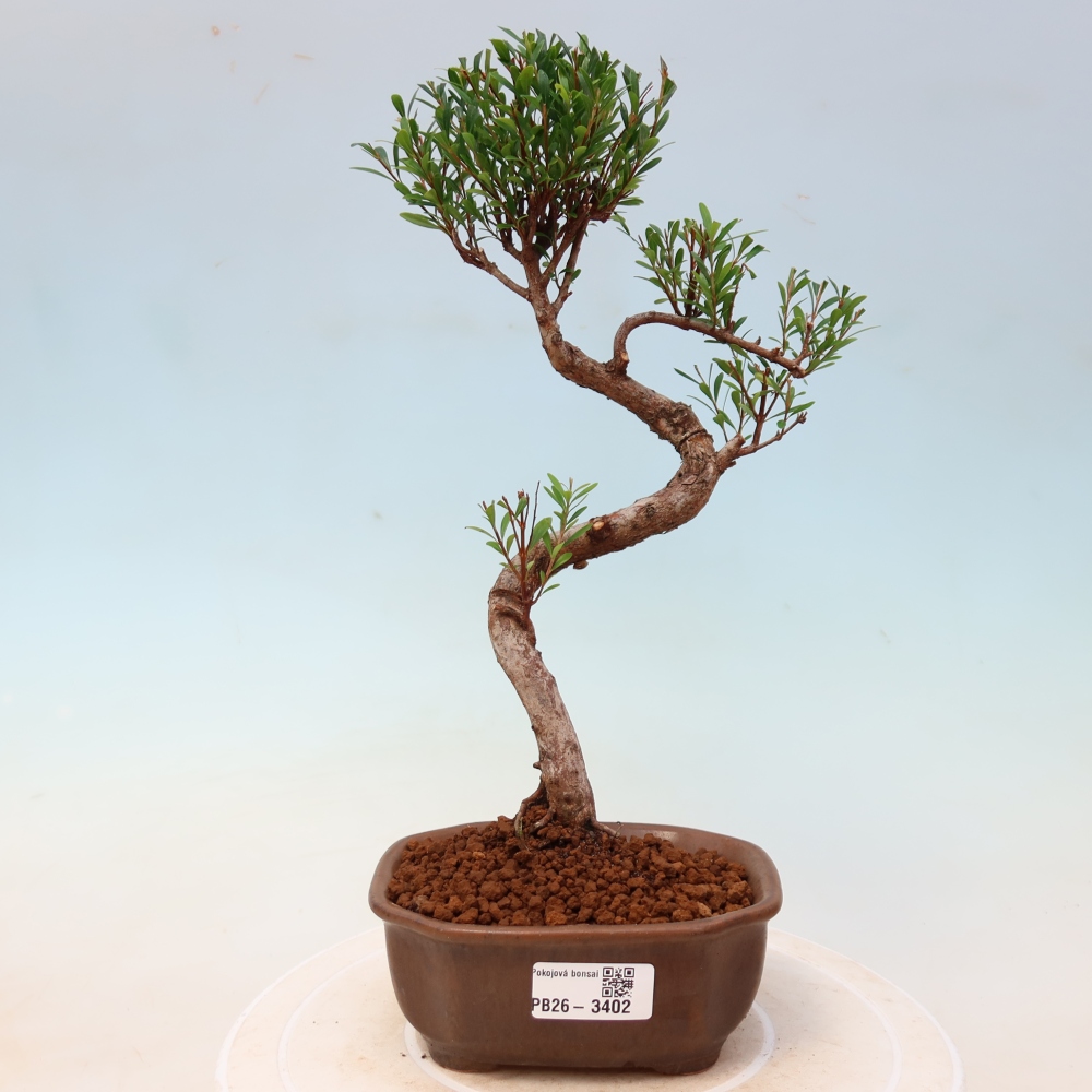 Izbové bonsaje - Syzygium - Pimento
