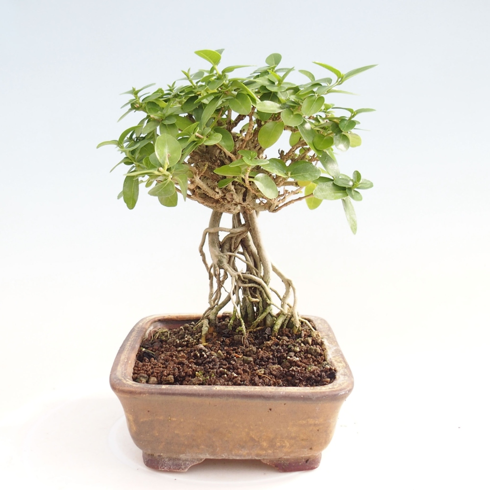 Izbová bonsai - Premna serratifolia - Kozlovoň malolistá