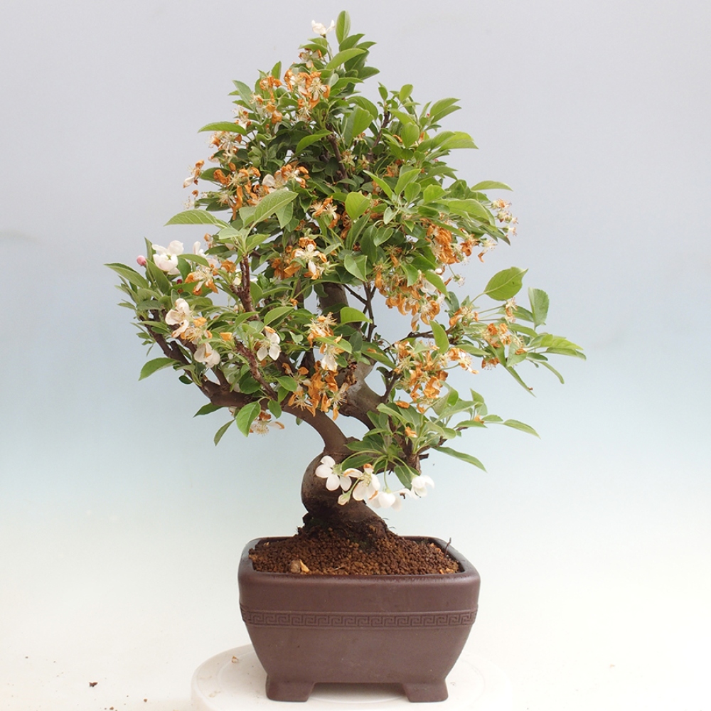 Vonkajší bonsai -Malus halliana - Maloplodá jabloň