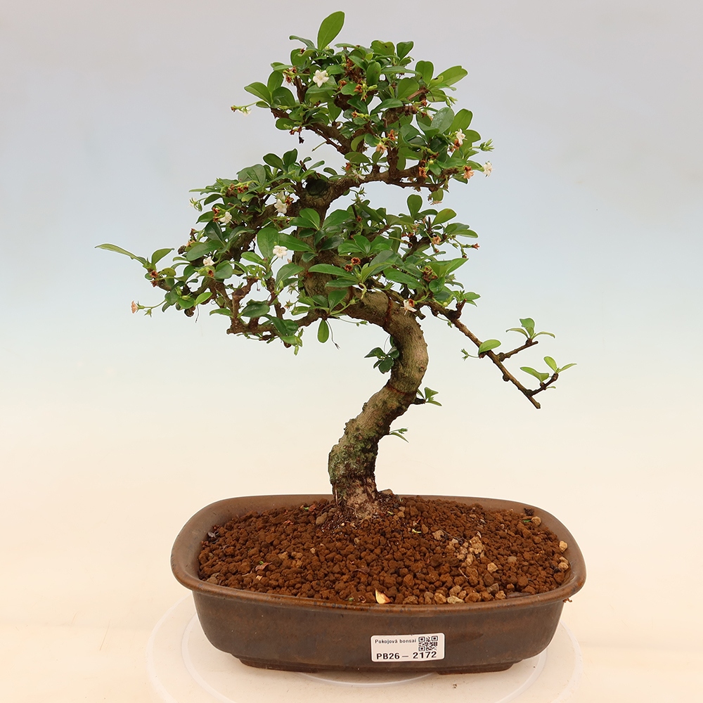 Izbové bonsaje - Carmona macrophylla - Tea fuki