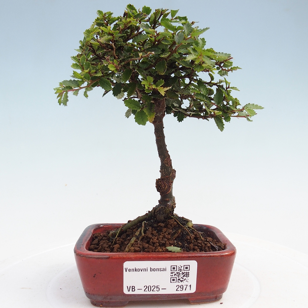 Vonkajší bonsai - Ulmus parvifolia Sagei - Malolistý brest