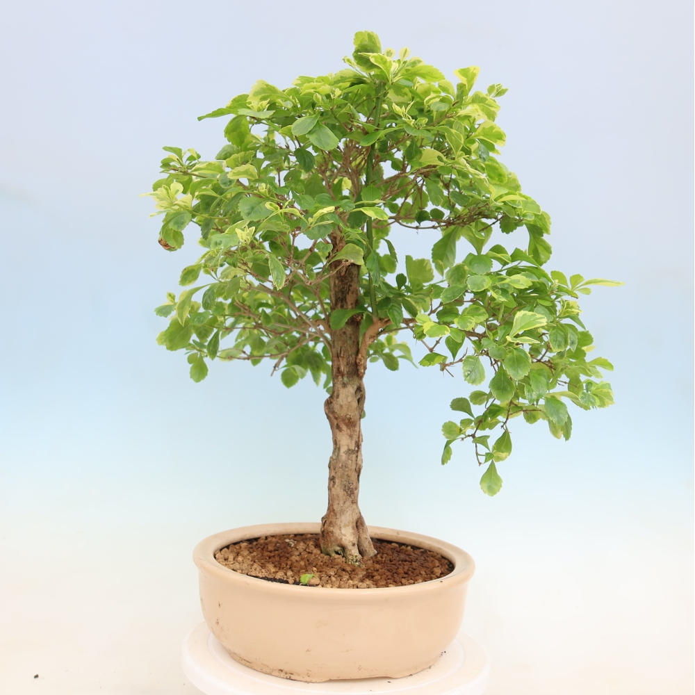 Izbový bonsaj - Duranta erecta Aurea