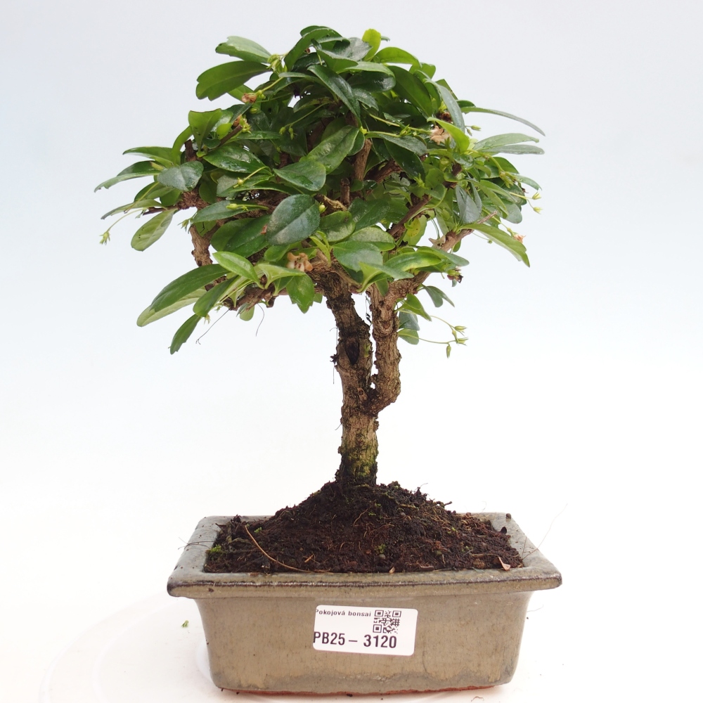 Izbová bonsai - Carmona macrophylla - Čaj fuki