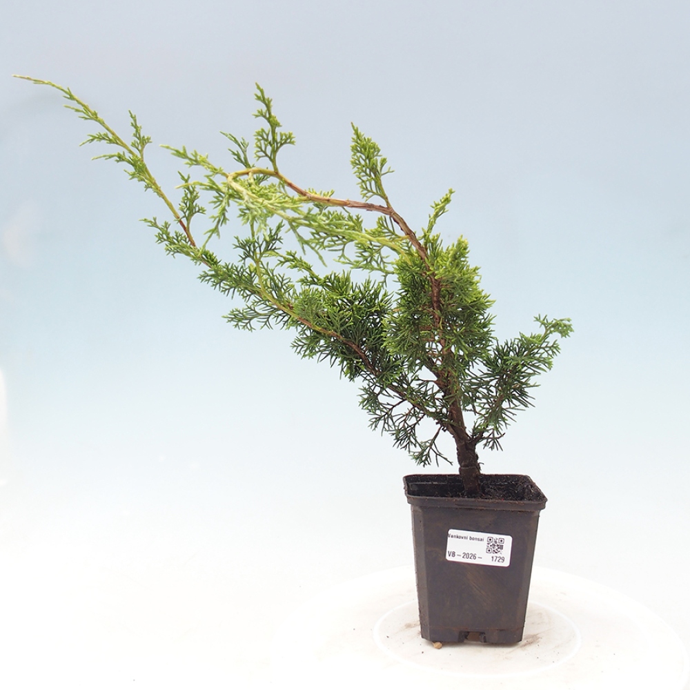 Vonkajší bonsaj - Juniperus chinensis Itoigawa