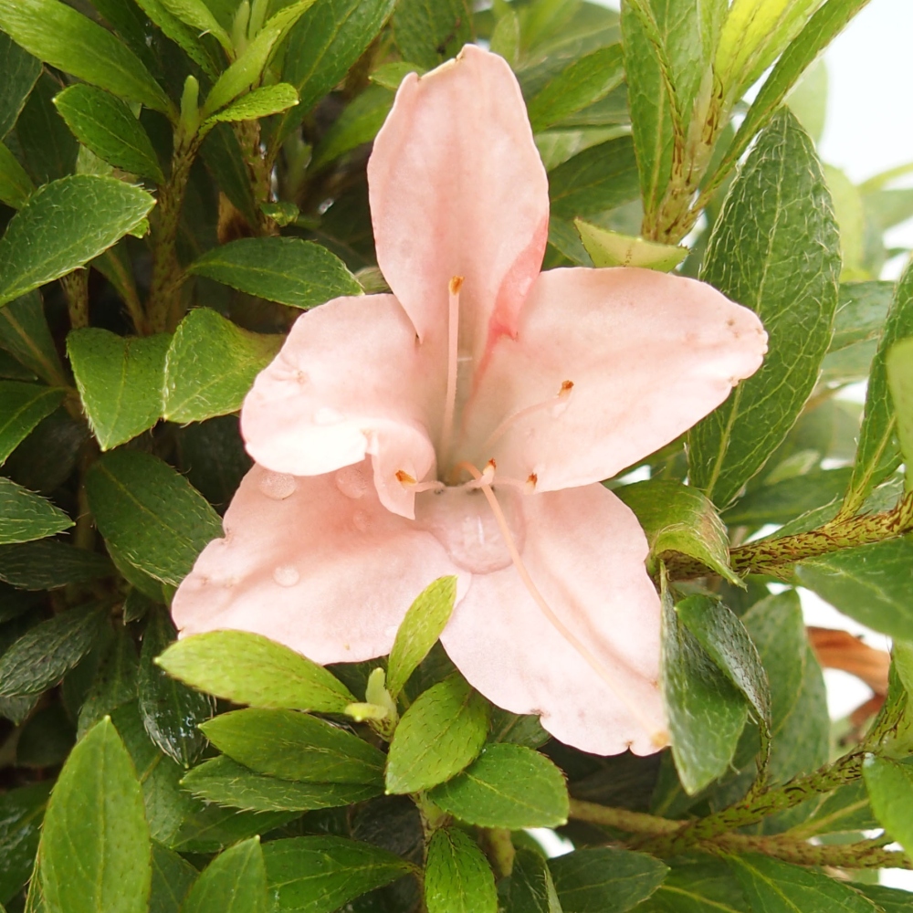 Vonkajší bonsai - Japonská azalka -  Azalea Nikko