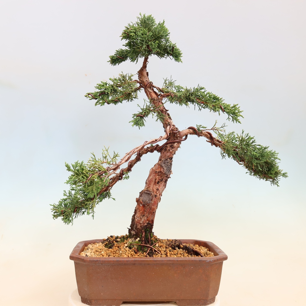 Vonkajší bonsaj - Juniperus chinensis Kishu