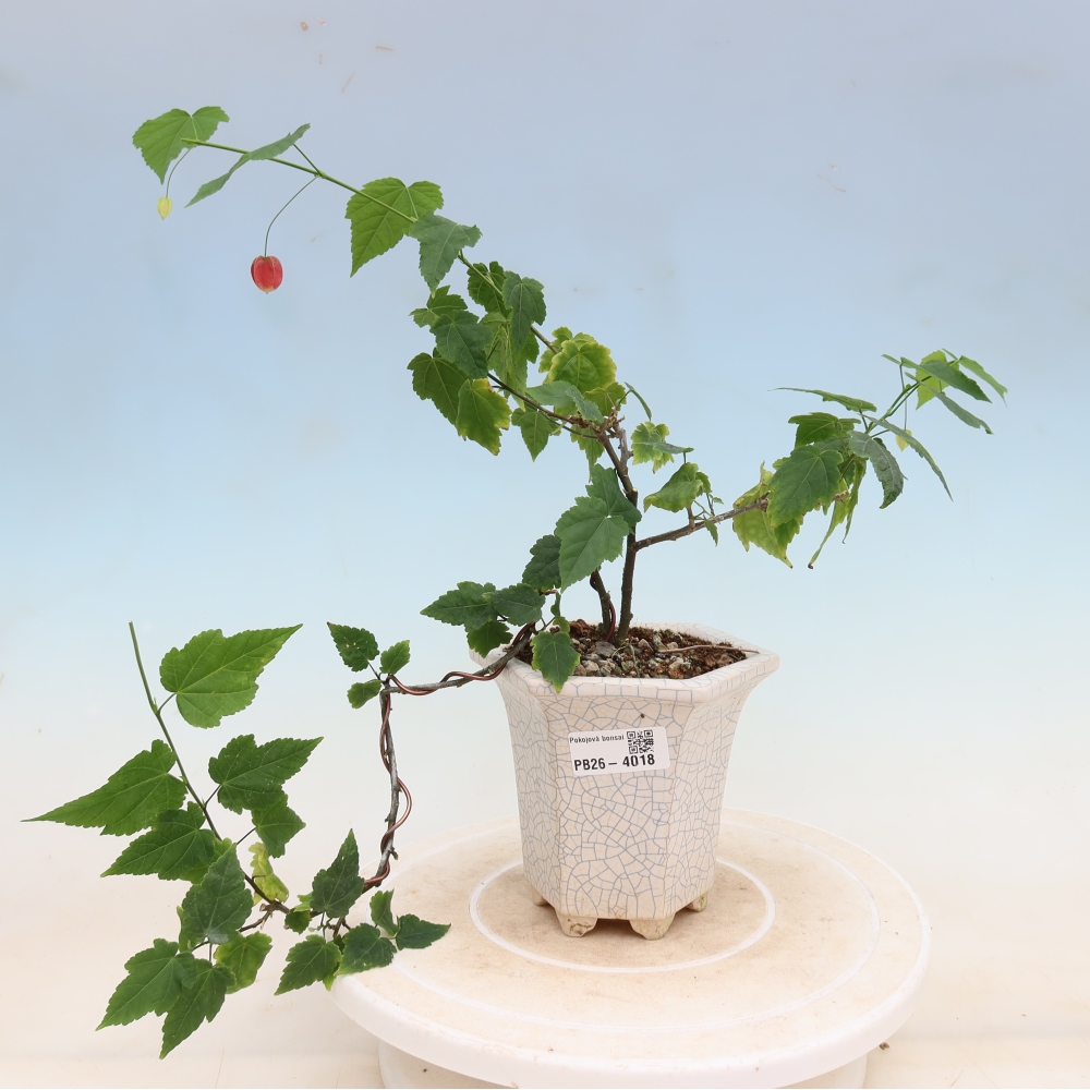 Izbový bonsaj - Abutilon Big Bell - Cloudberry