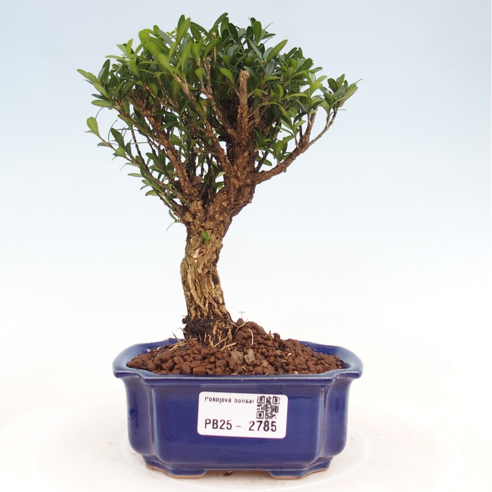 Izbová bonsai - Buxus harlandii -korkový buxus