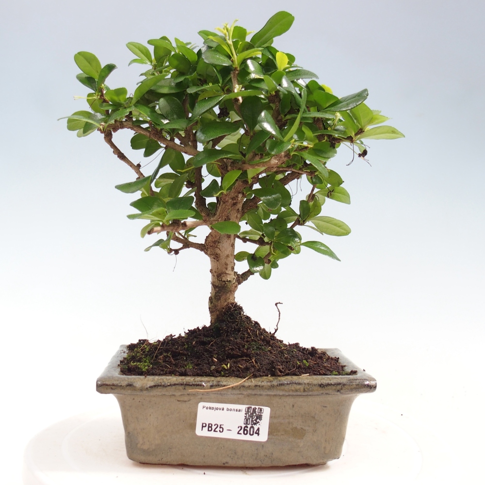 Izbová bonsai - Carmona macrophylla - Čaj fuki