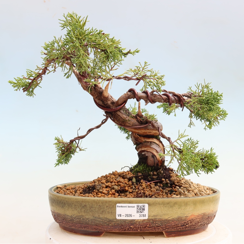 Vonkajší bonsai – Juniperus chinensis Itoigawa – čínsky jalovec