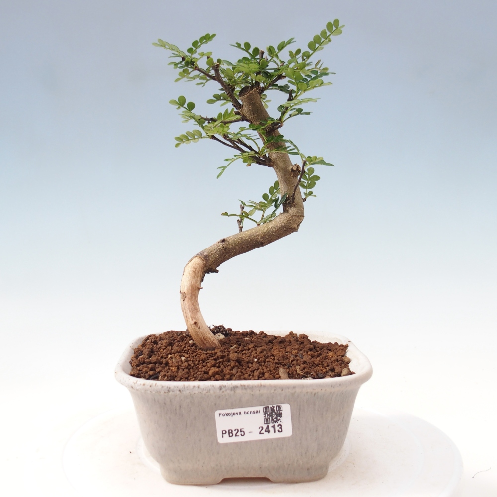 Izbová bonsai - Zantoxylum piperitum - korenistý