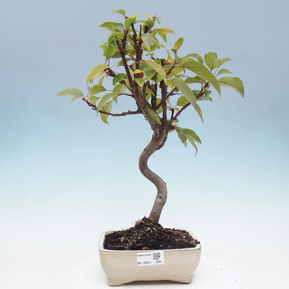 Vonkajší bonsai -Malus halliana - Maloplodá jabloň
