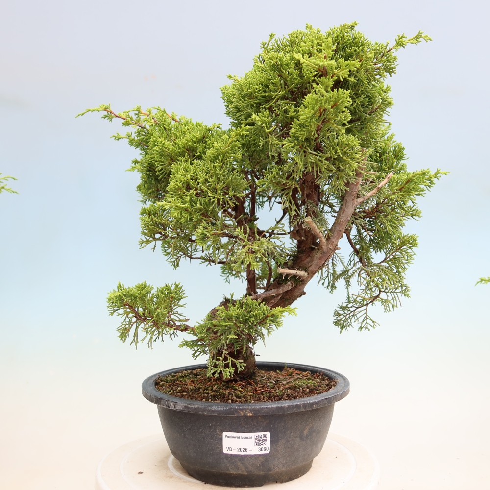 Vonkajší bonsai – Juniperus chinensis Itoigawa – čínsky jalovec
