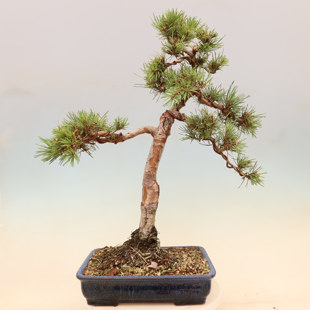 Vonkajšie bonsaje – Pinus sylvestris Watererri – borovica lesná