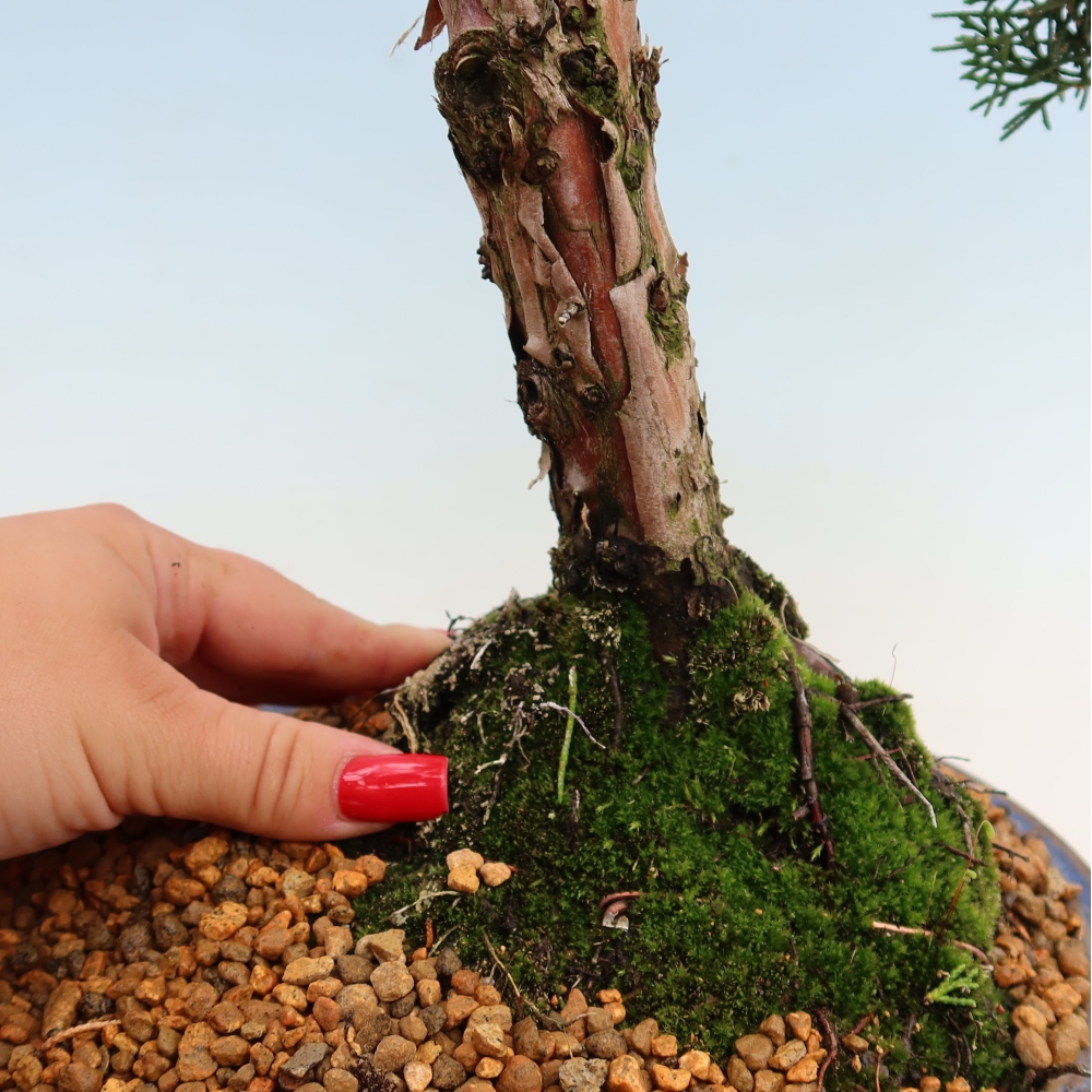 Vonkajší bonsaj - Juniperus chinensis Kishu