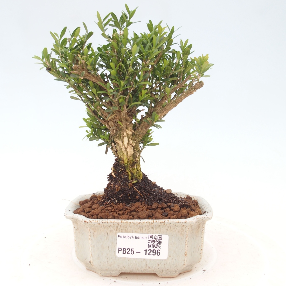Izbová bonsai - Buxus harlandii - korkový buxus