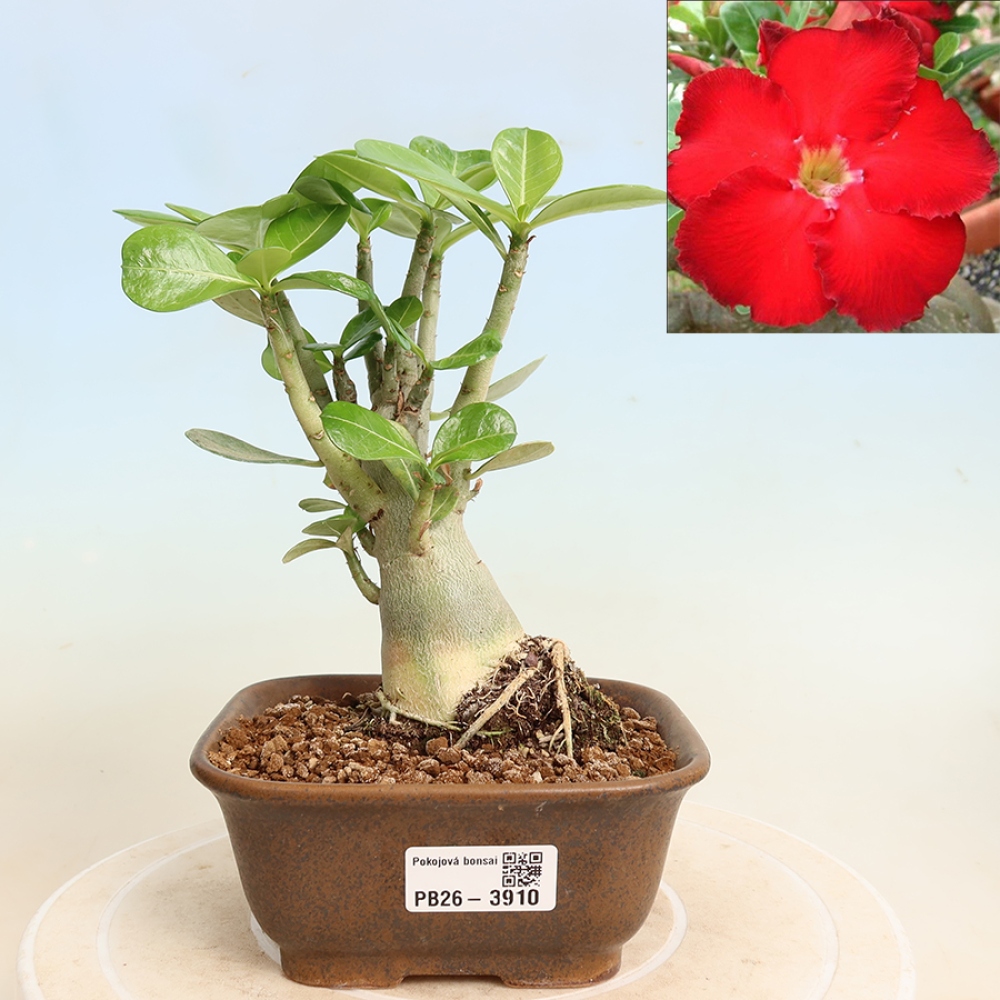 Izba bonsai – Adenium obesum Red Star – Púštna ruža