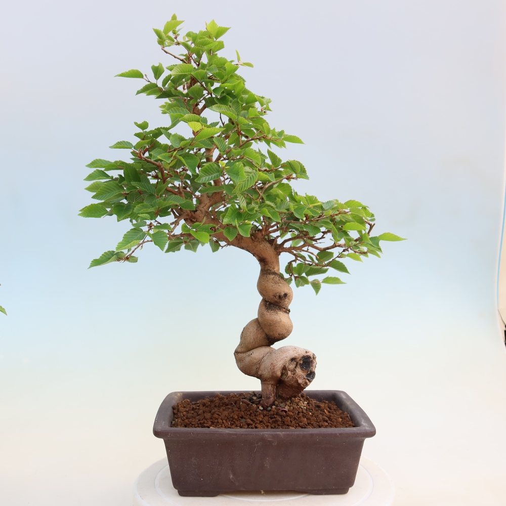 Vonkajší bonsaj -Carpinus coreana - Hrab kórejský
