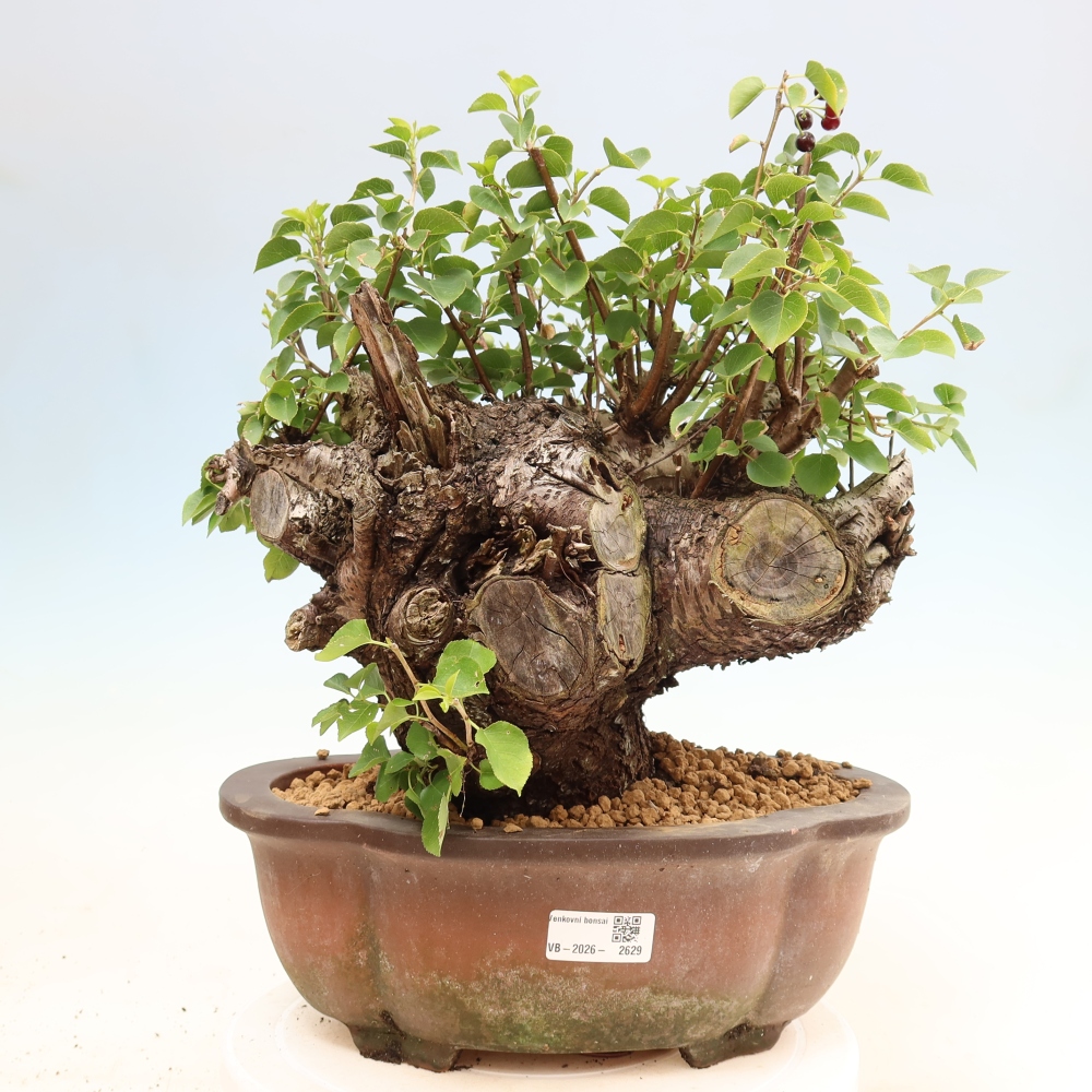 Vonkajší bonsai – Mahalebka – Prunus mahaleb