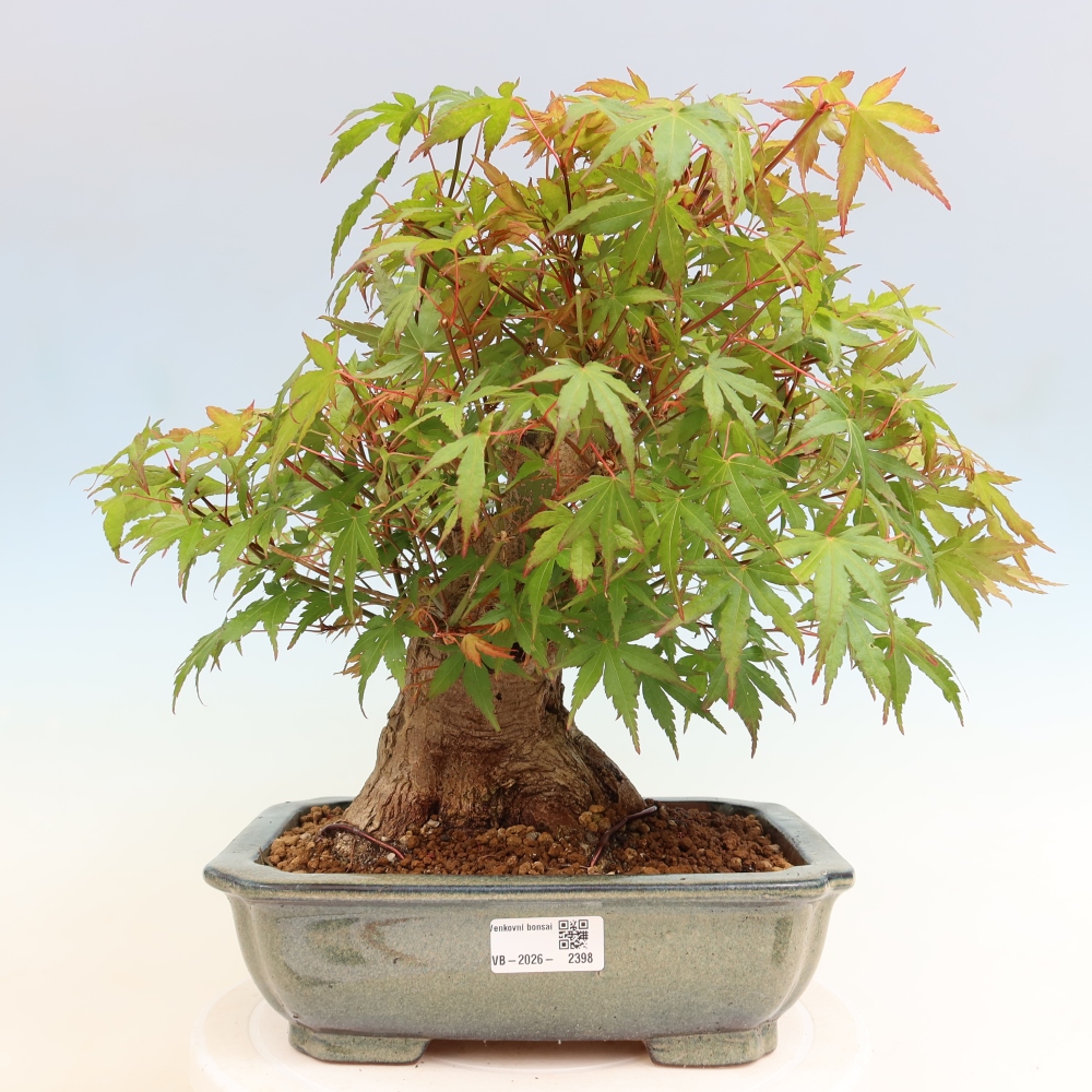 Vonkajšie bonsaje - Javor Burger - Acer Burgerianum