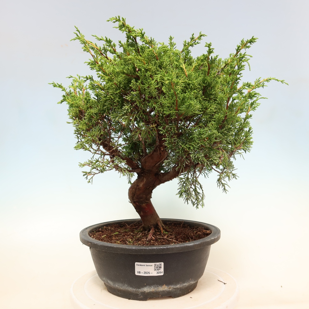 Vonkajší bonsai – Juniperus chinensis Itoigawa – čínsky jalovec