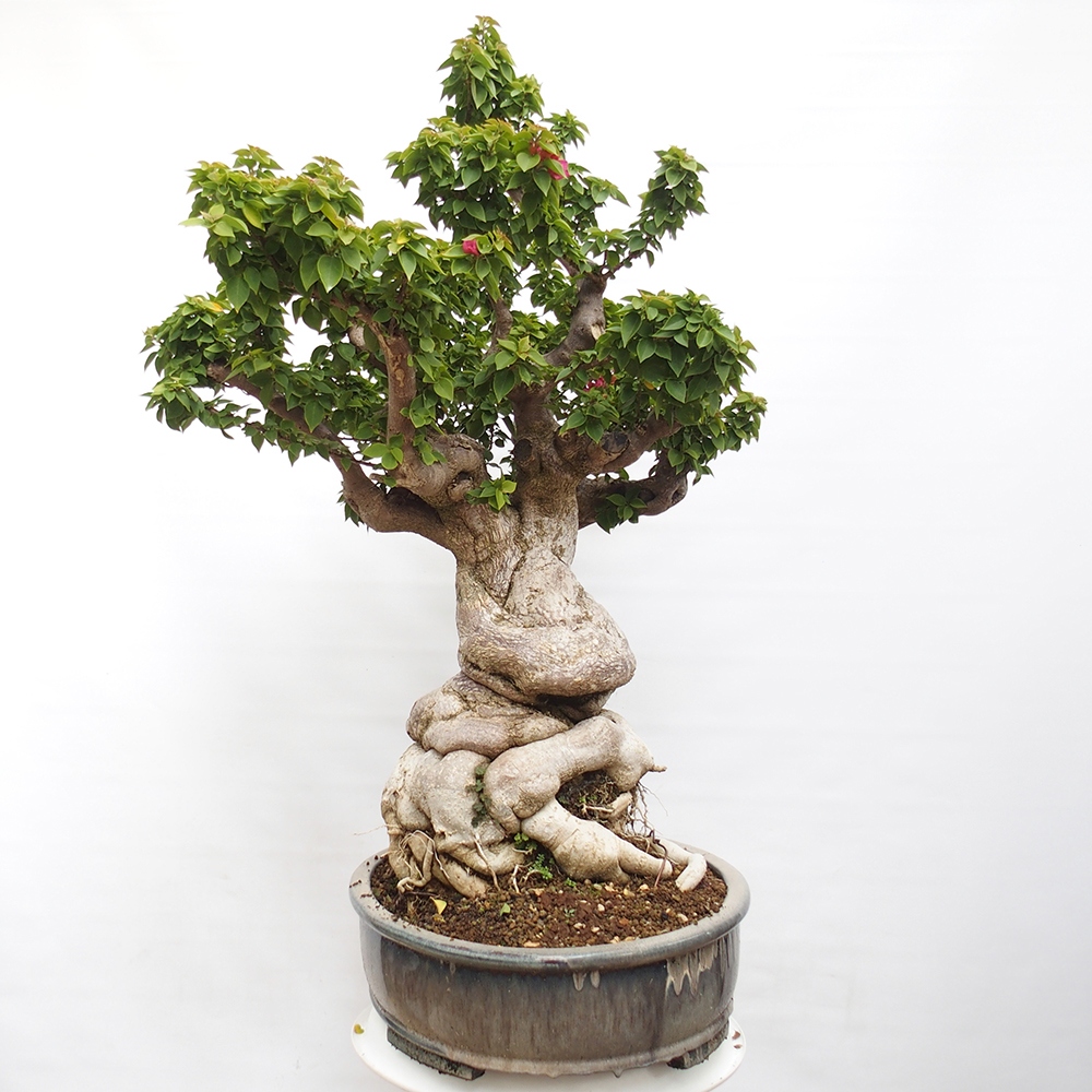 Izbová bonsai - Bouganwilea