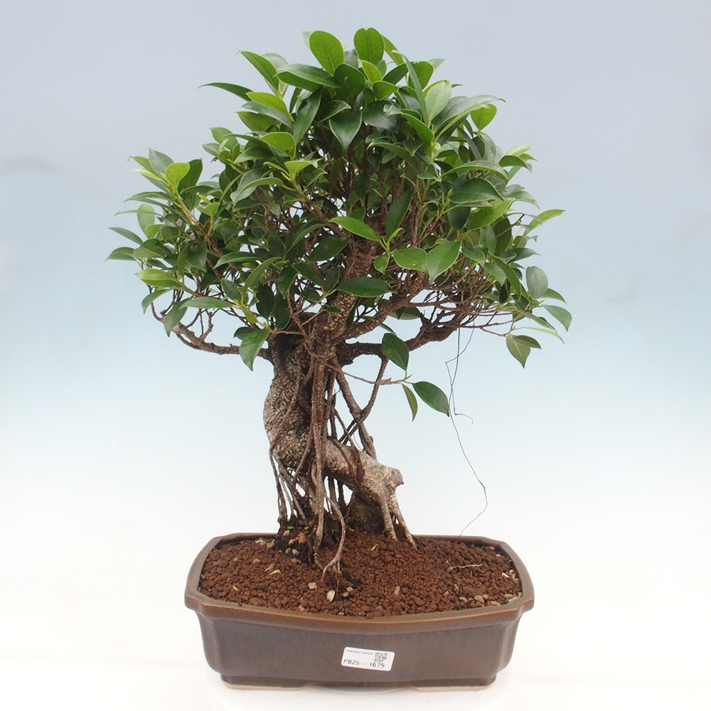 Izbová bonsai - Ficus kimmen - malolistý fikus