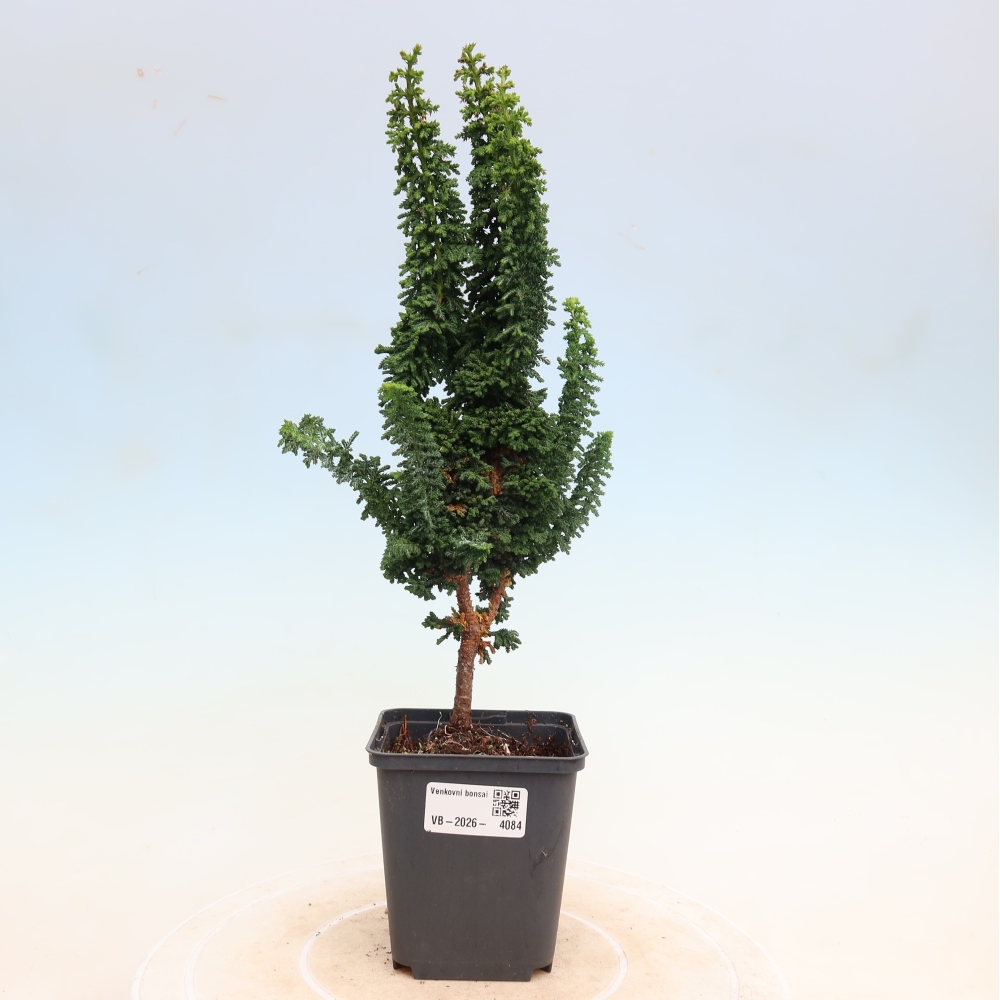 Vonkajší bonsaj - Cham. obtusa SEKKA HINOKI - Cypruštek