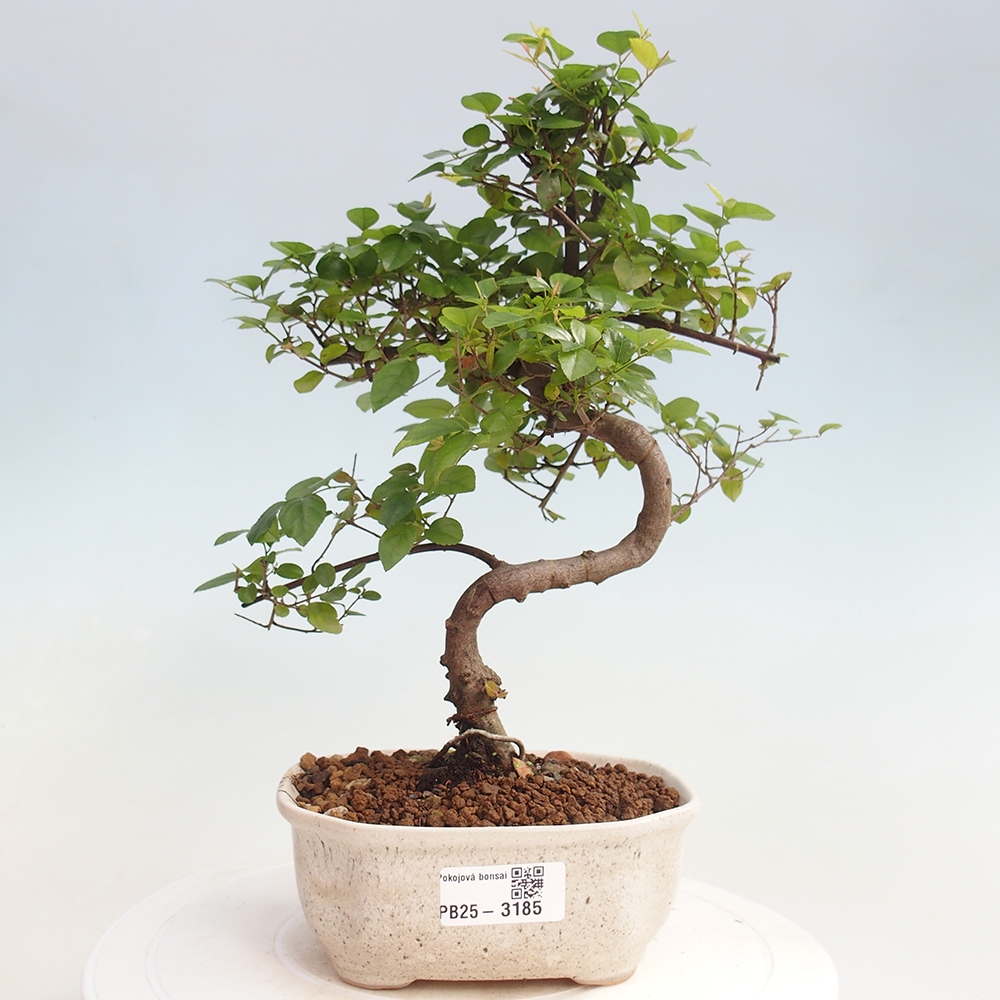 Izbová bonsai - Sagerécia thea - Sagerécia thea