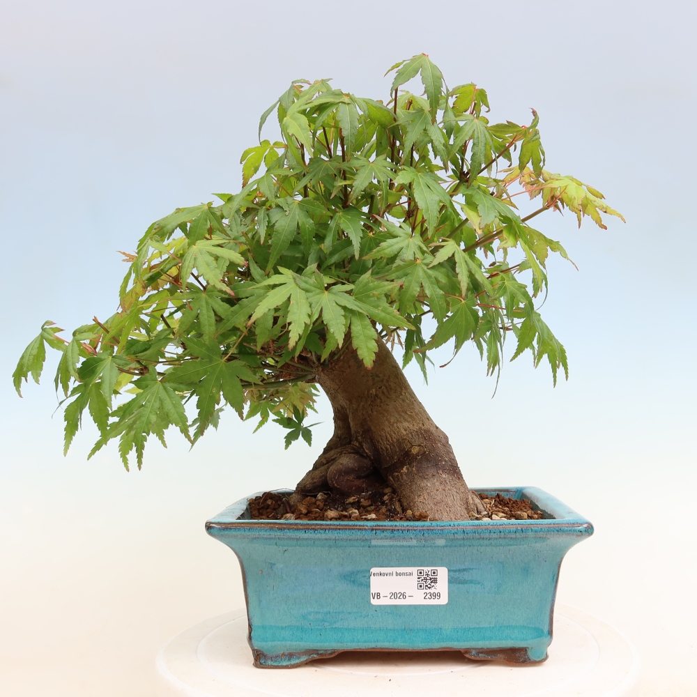 Vonkajšie bonsaje - Javor Burger - Acer Burgerianum