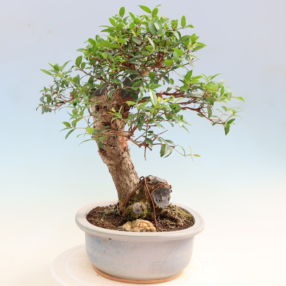 Izba bonsai – Myrtus communis – myrta obyčajná