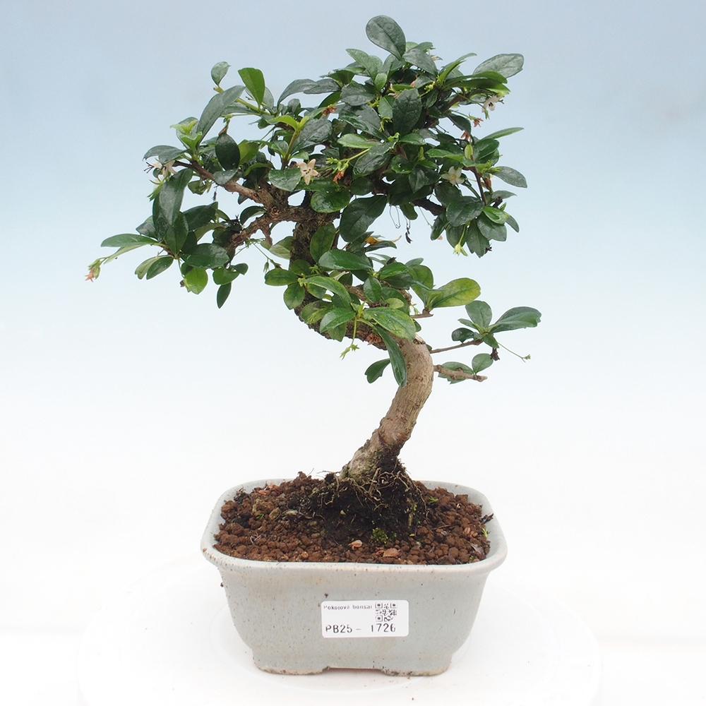 Izbová bonsai - Carmona macrophylla - Čaj fuki
