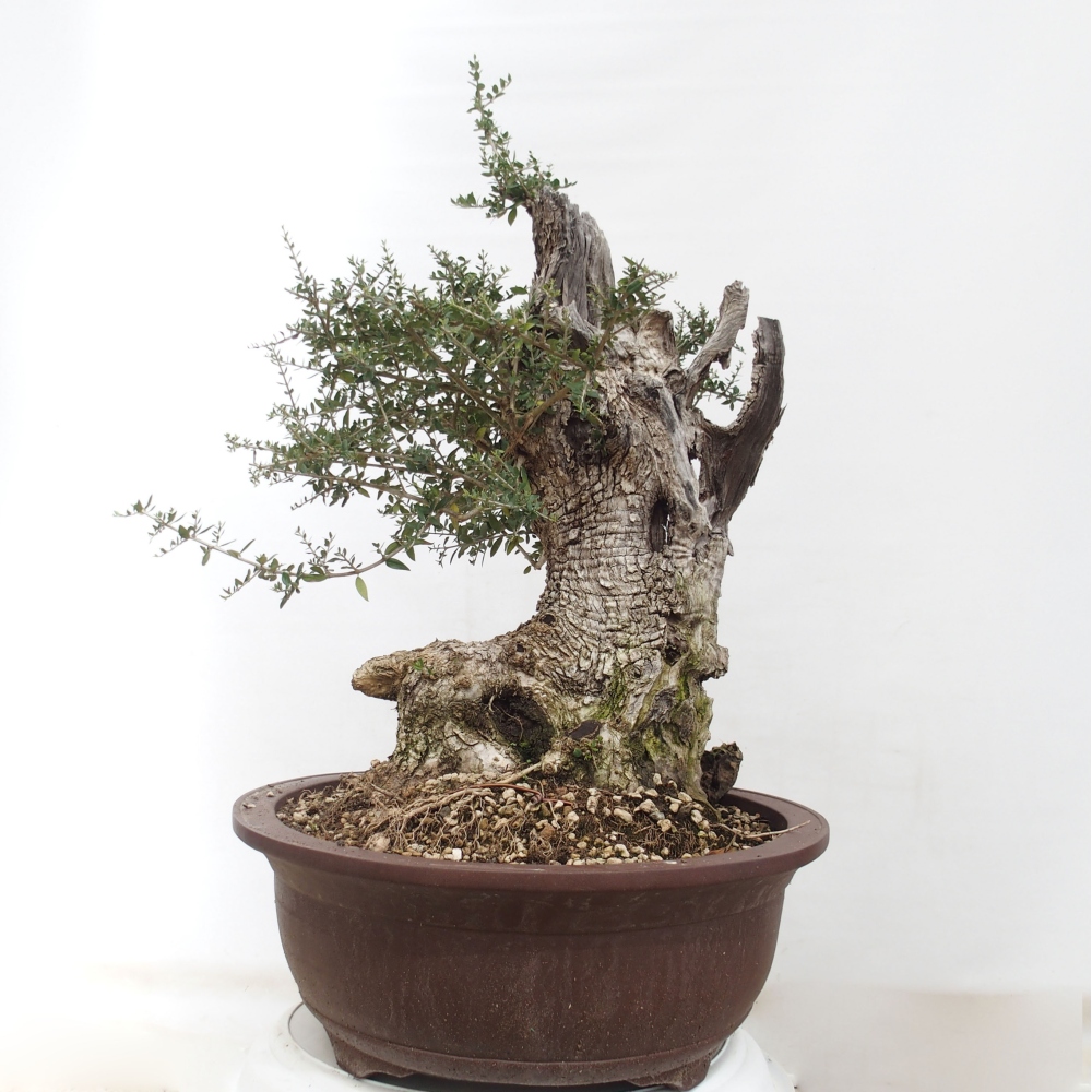 Izbová bonsai - Olea europaea sylvestris -Oliva evropská drobnolistá