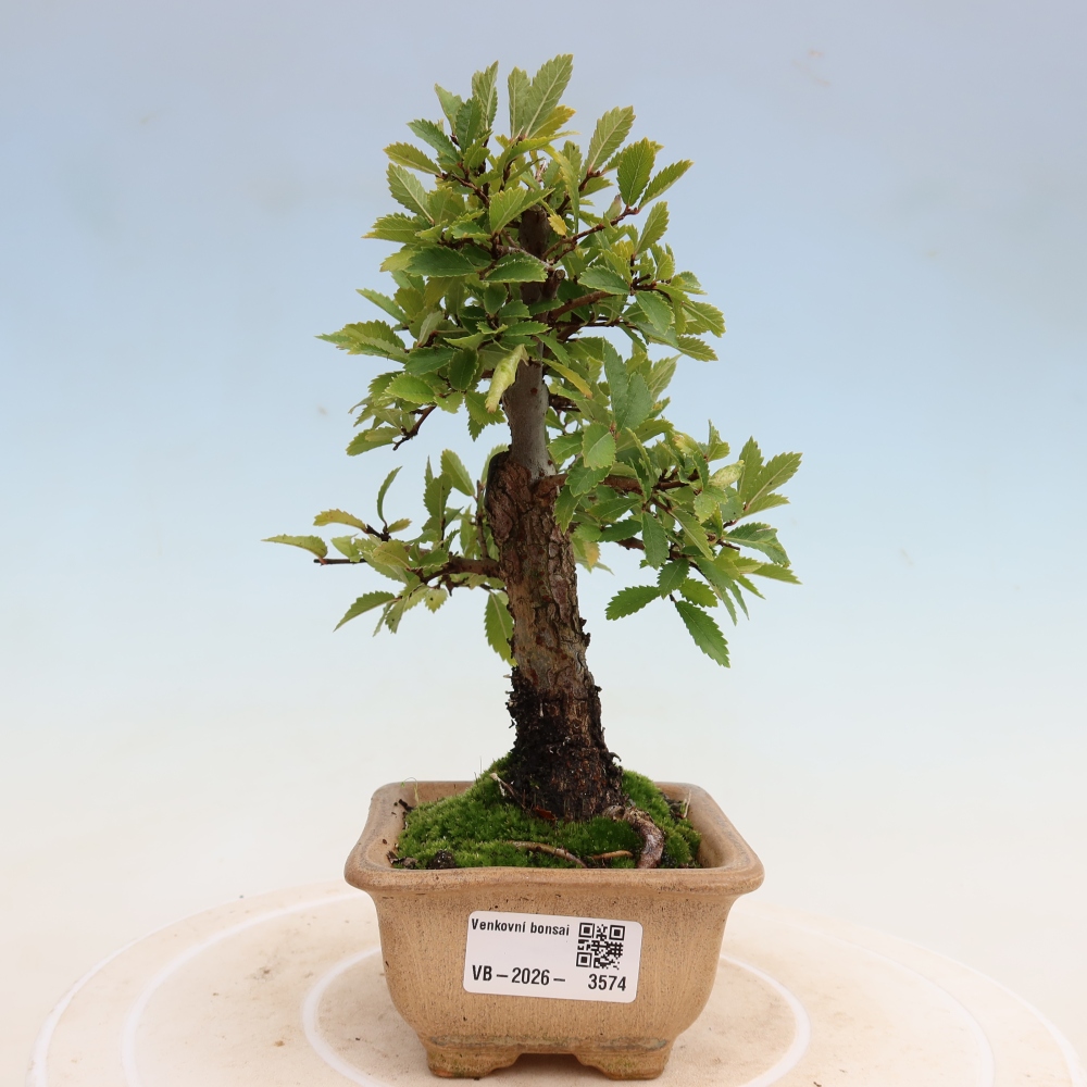 Vonkajšie bonsaje - Zelkova - Zelkova NIRE