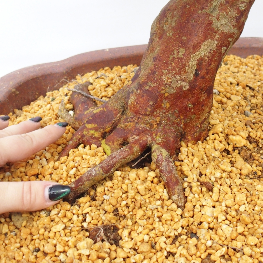 Vonkajší bonsaj - Japonská azalka - Azalka Miyabihime