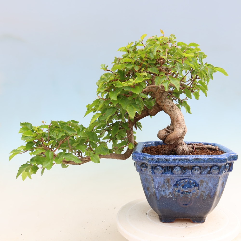 Vonkajší bonsaj -Carpinus coreana - Hrab kórejský