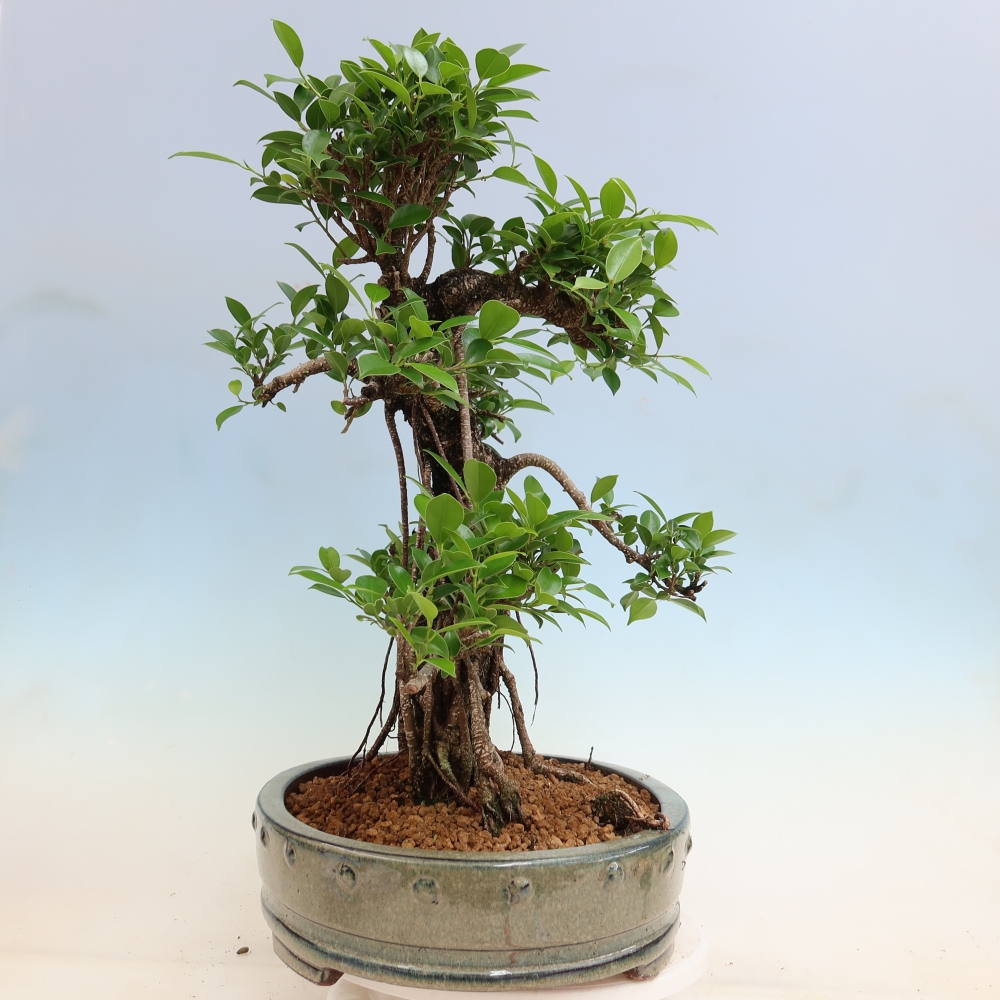 Izbové bonsaje - Ficus kimmen - drobnolistý fikus