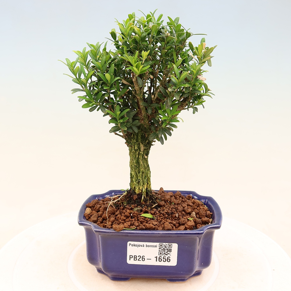 Izbové bonsaje - Buxus harlandii - korkový buxus