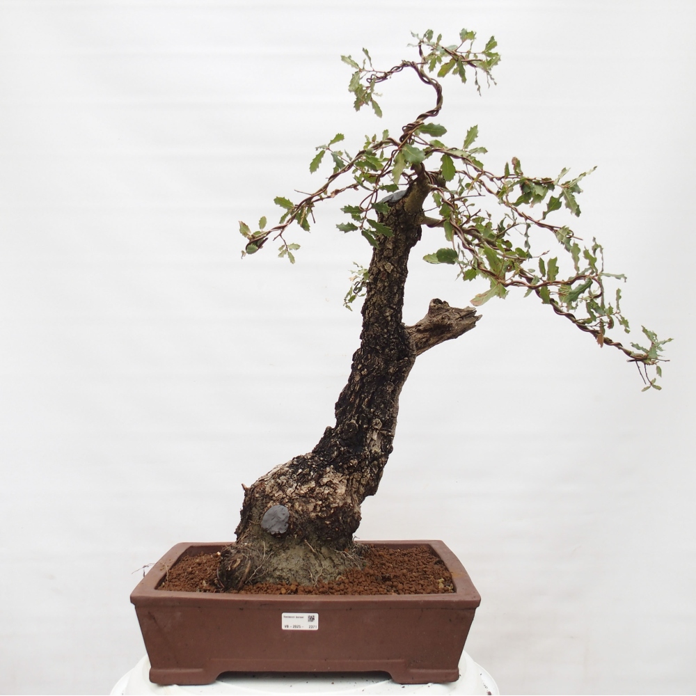 Yamadori - Quercus Ilex -Dub cezmínovitý