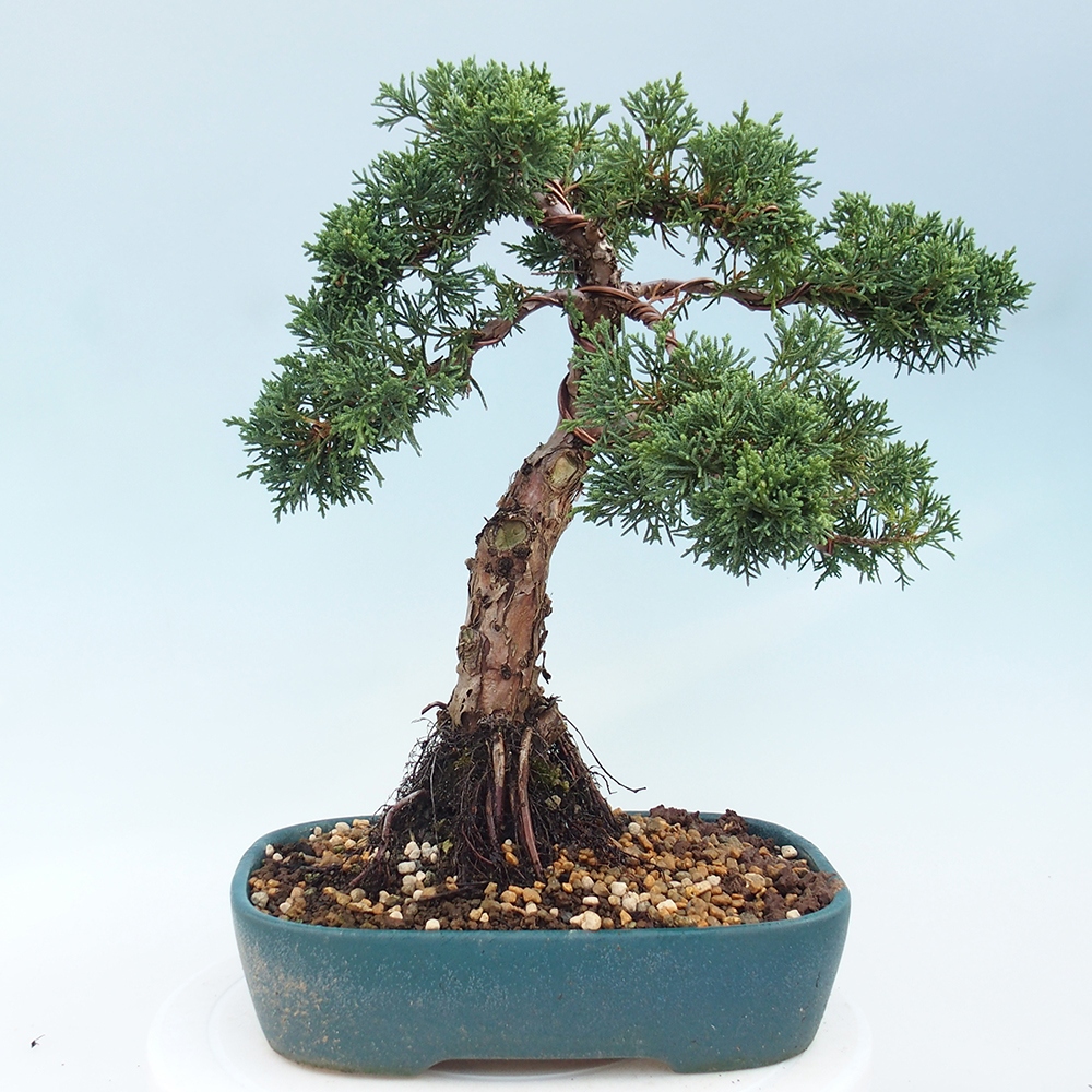 Vonkajšie bonsai - Juniperus chinensis Kishu -Jalovec čínsky