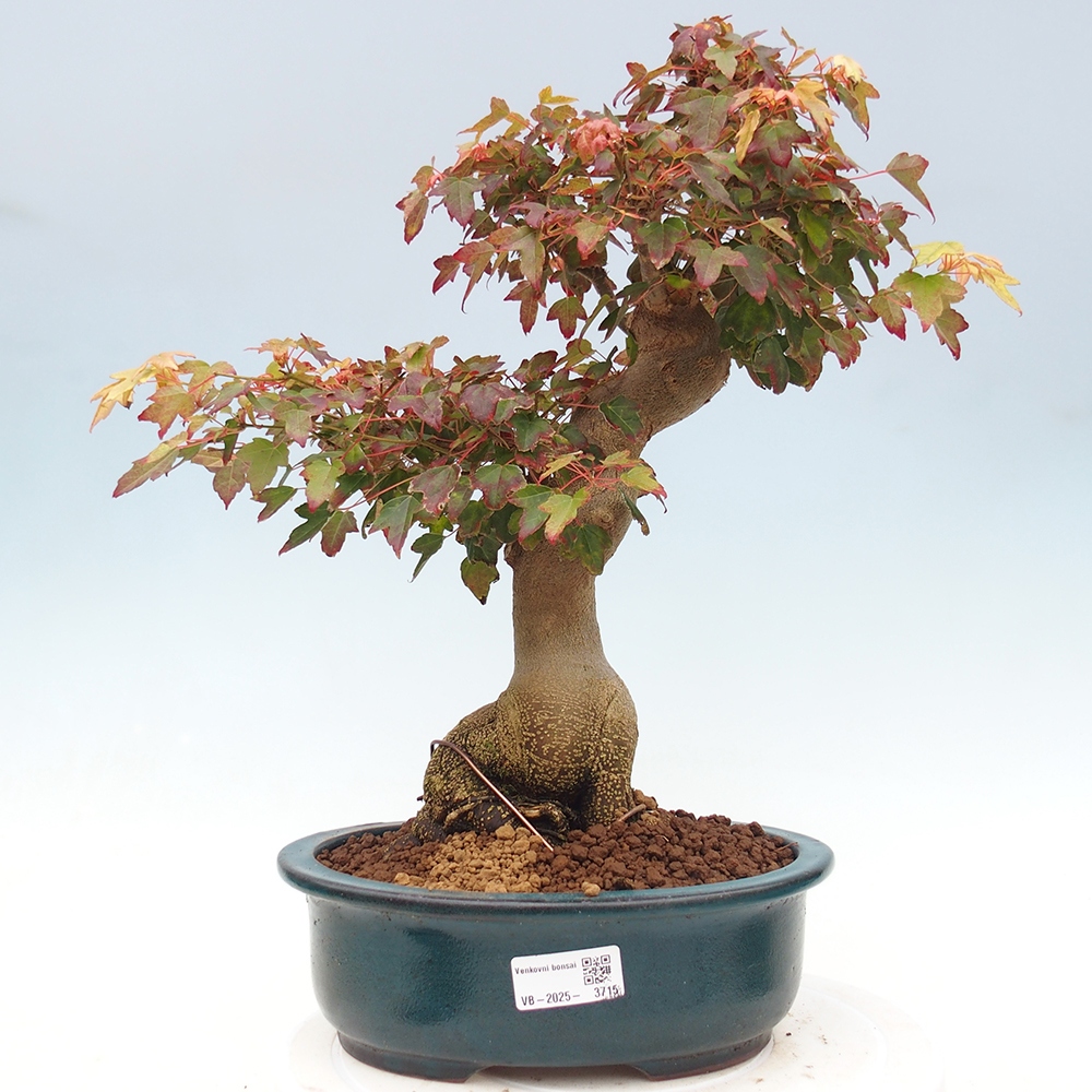 Vonkajšie bonsai - Javor Buergerianum - Javor Burgerův