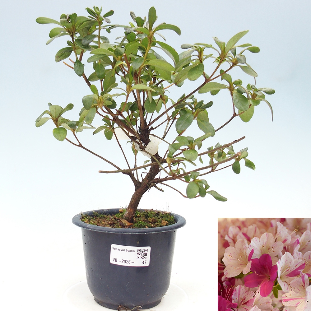 Vonkajší bonsaj - Japonská azalka - Azalka Kaminoyamakirin