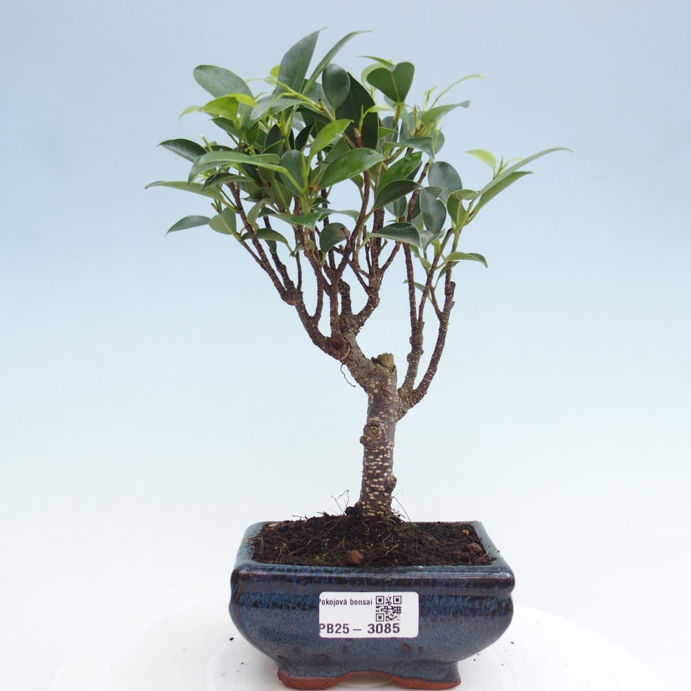 Izbová bonsai - Malolistý fikus - Ficus kimmen