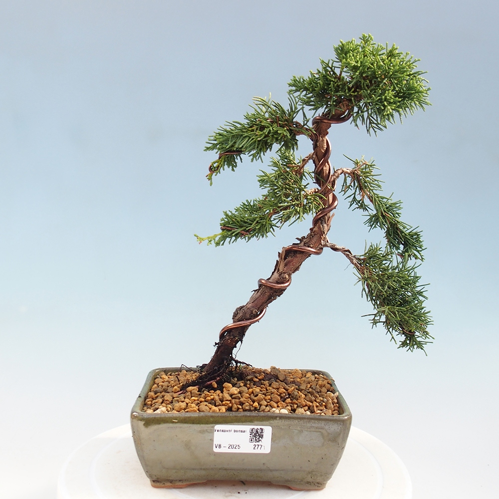 Vonkajší bonsai - Juniperus chinensis Kishu -Jalovec čínsky