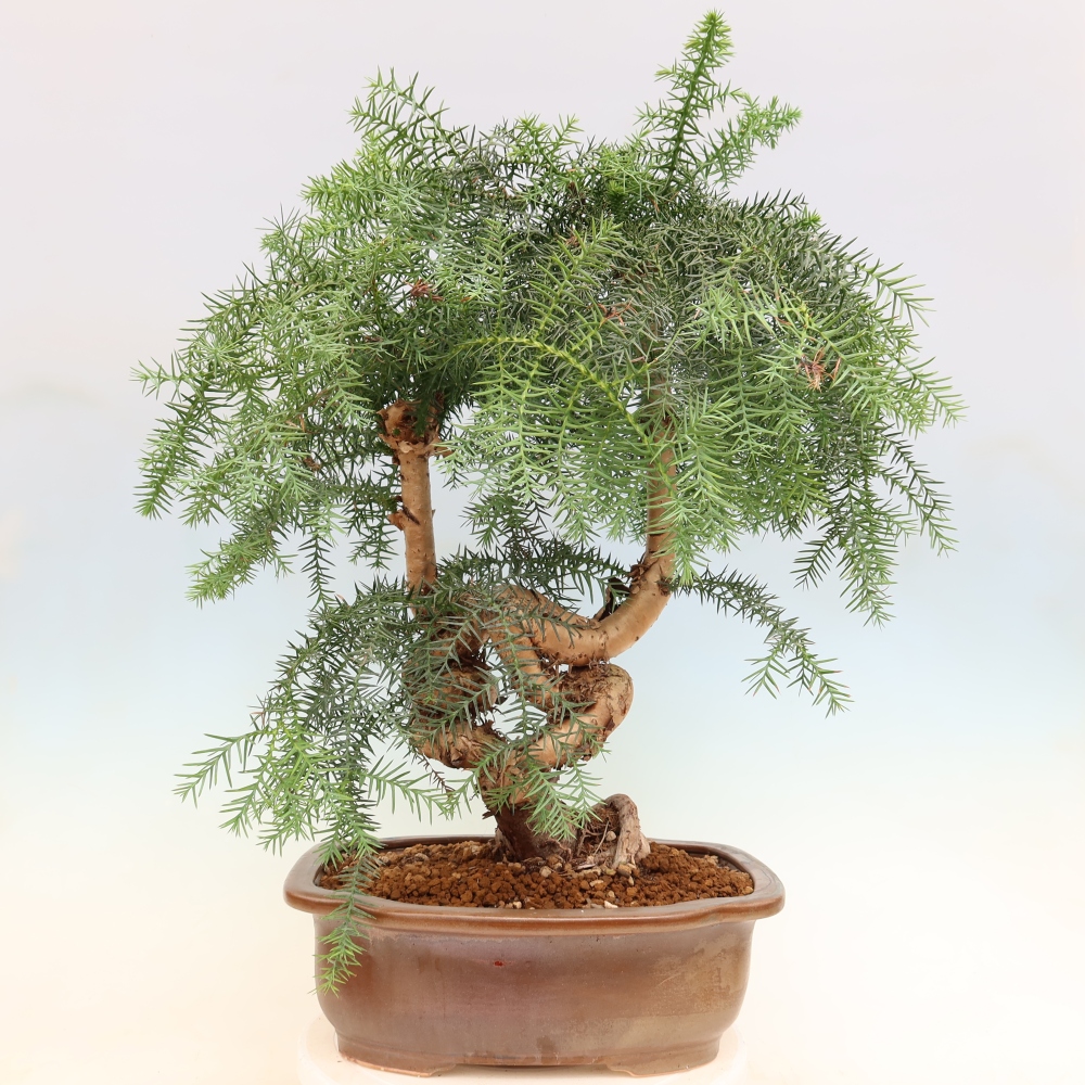 Izba bonsai – Araukária – izba smreček