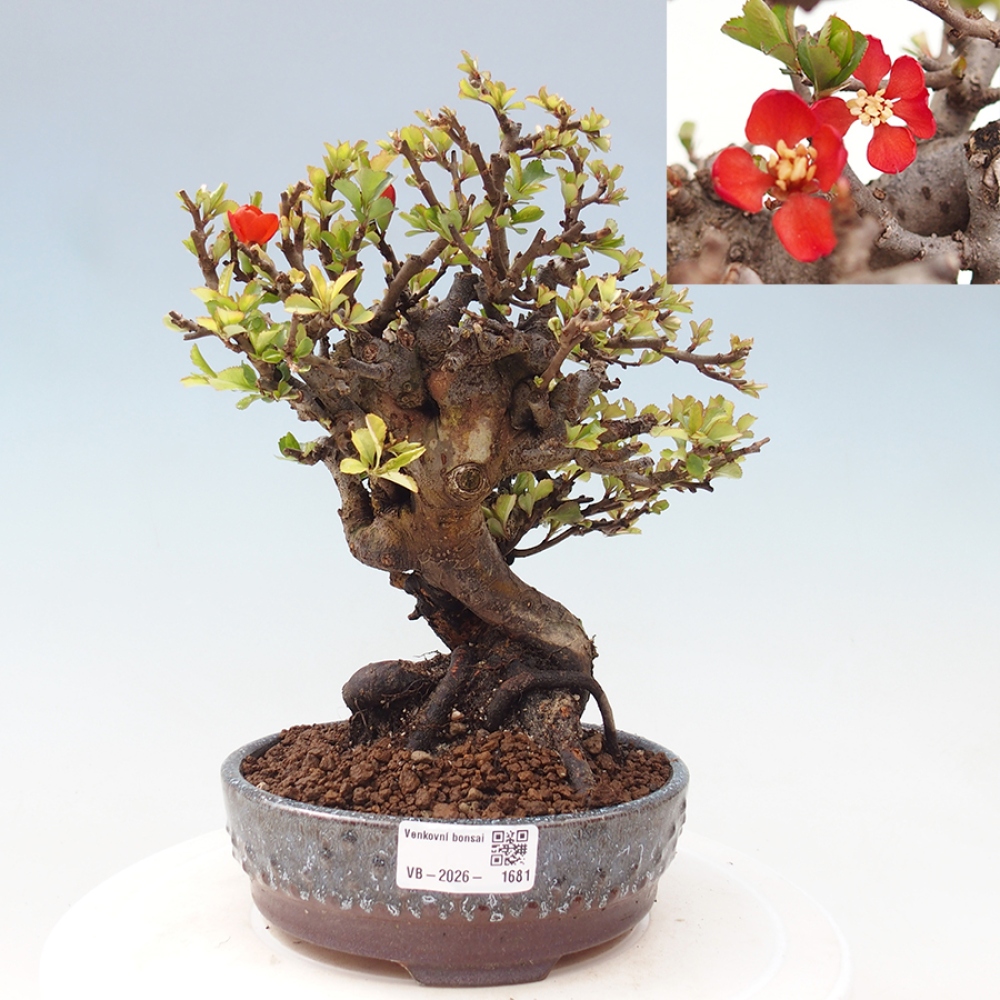 Vonkajšie bonsaje - Chaneomeles speciosa - Kdoule