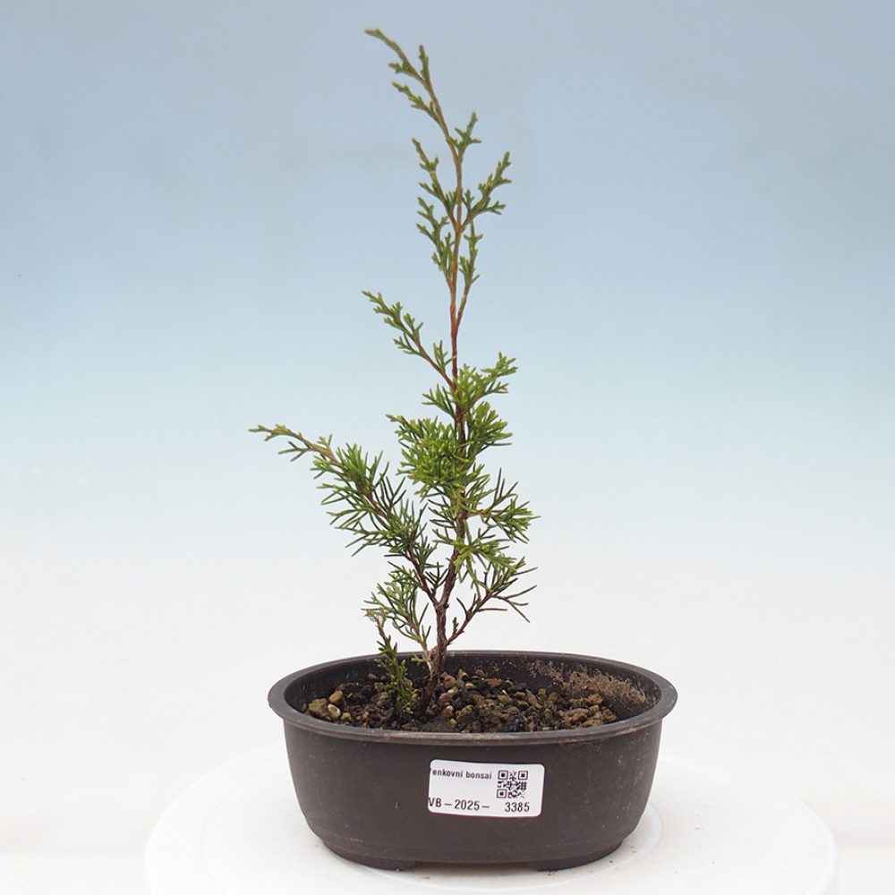 Vonkajší bonsai - Juniperus chinensis Itoigawa -Jalovec čínsky
