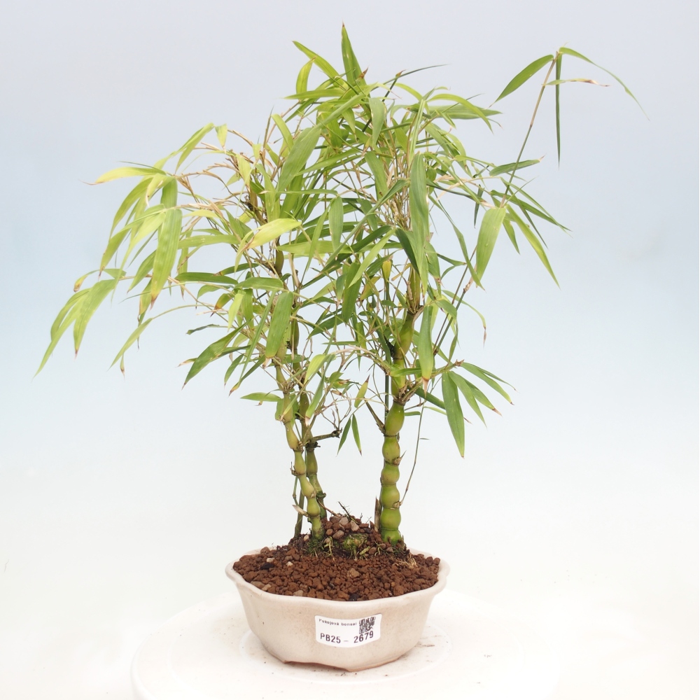 Izbová bonsai - Bambus budha-Bambus budhovo brucho