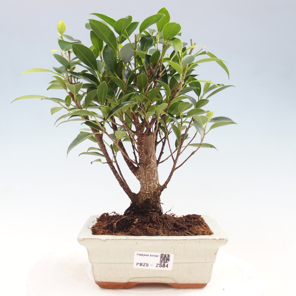 Izbová bonsai - Ficus retusa - malolistý fikus